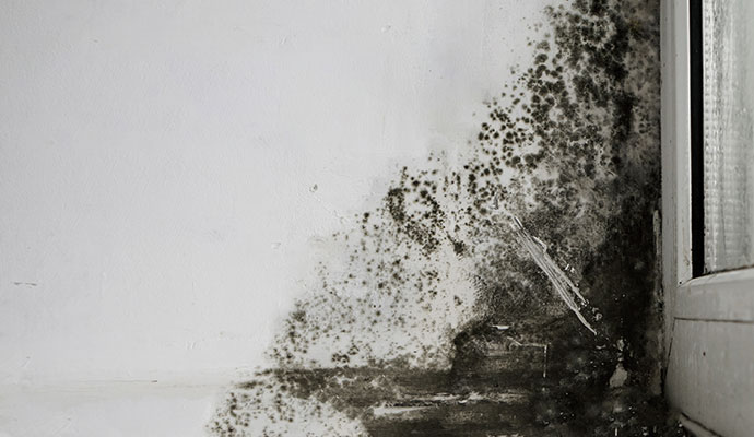 Black mold on wall Black mold on wall