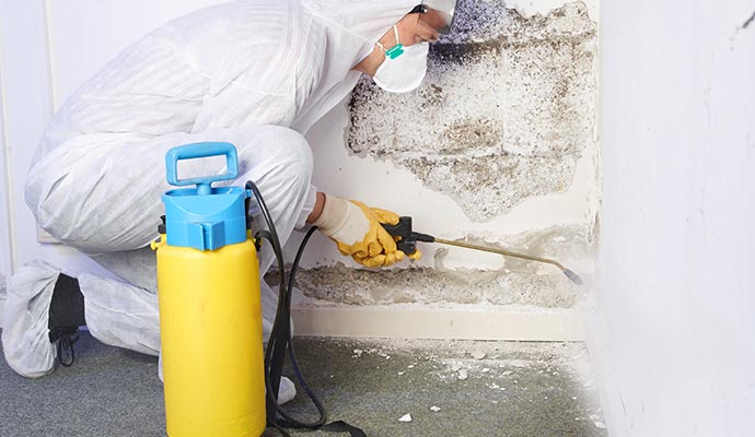Mold cleanup service Mold cleanup service
