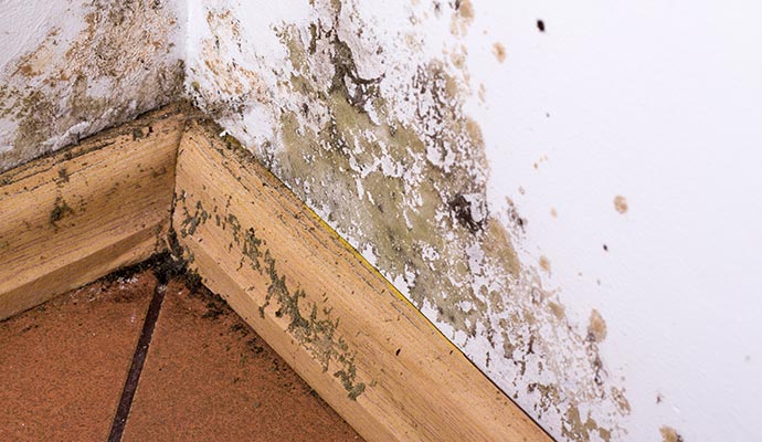 A moldy wall A moldy wall